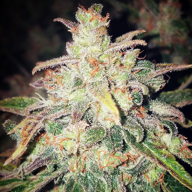 Original Sensible Seeds White Crystal Meth Auto Image 3